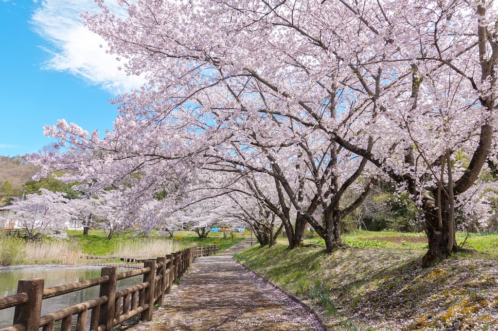 【福島茶屋沼公園櫻花】誤闖池畔祕境的賞櫻旅程｜私房拍照景點不藏私分享 @偽日本人May．食遊玩樂
