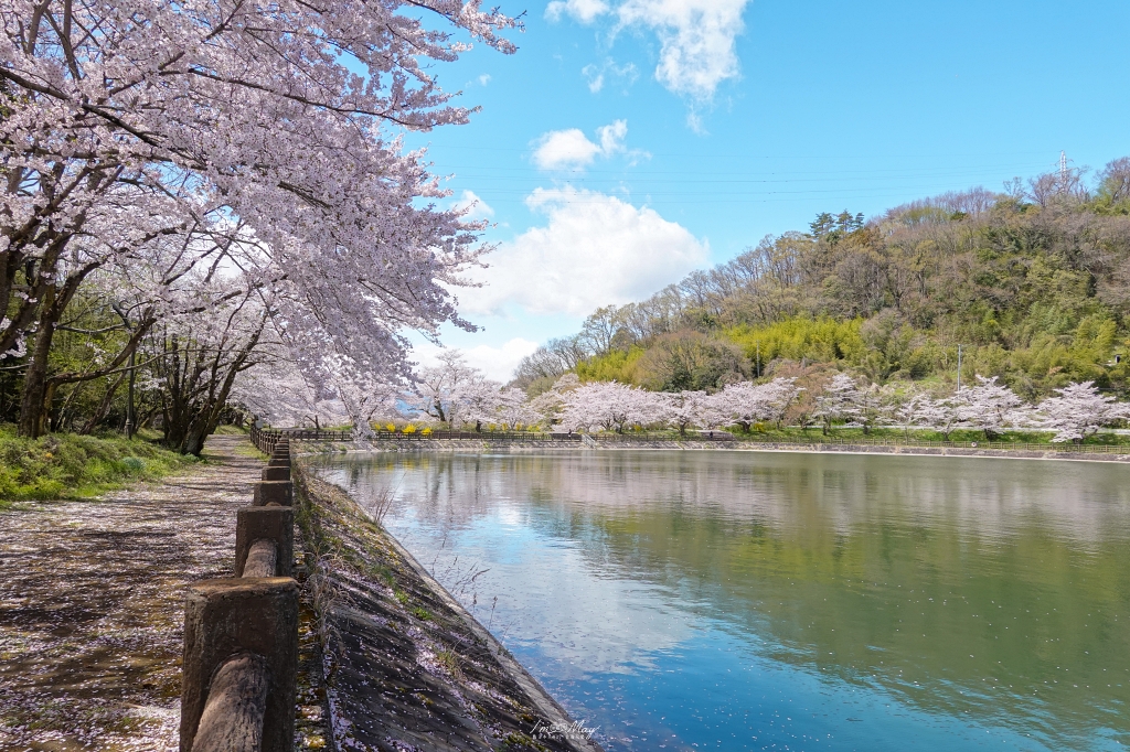 【福島茶屋沼公園櫻花】誤闖池畔祕境的賞櫻旅程｜私房拍照景點不藏私分享 @偽日本人May．食遊玩樂