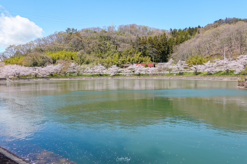 【福島茶屋沼公園櫻花】誤闖池畔祕境的賞櫻旅程｜私房拍照景點不藏私分享 @偽日本人May．食遊玩樂