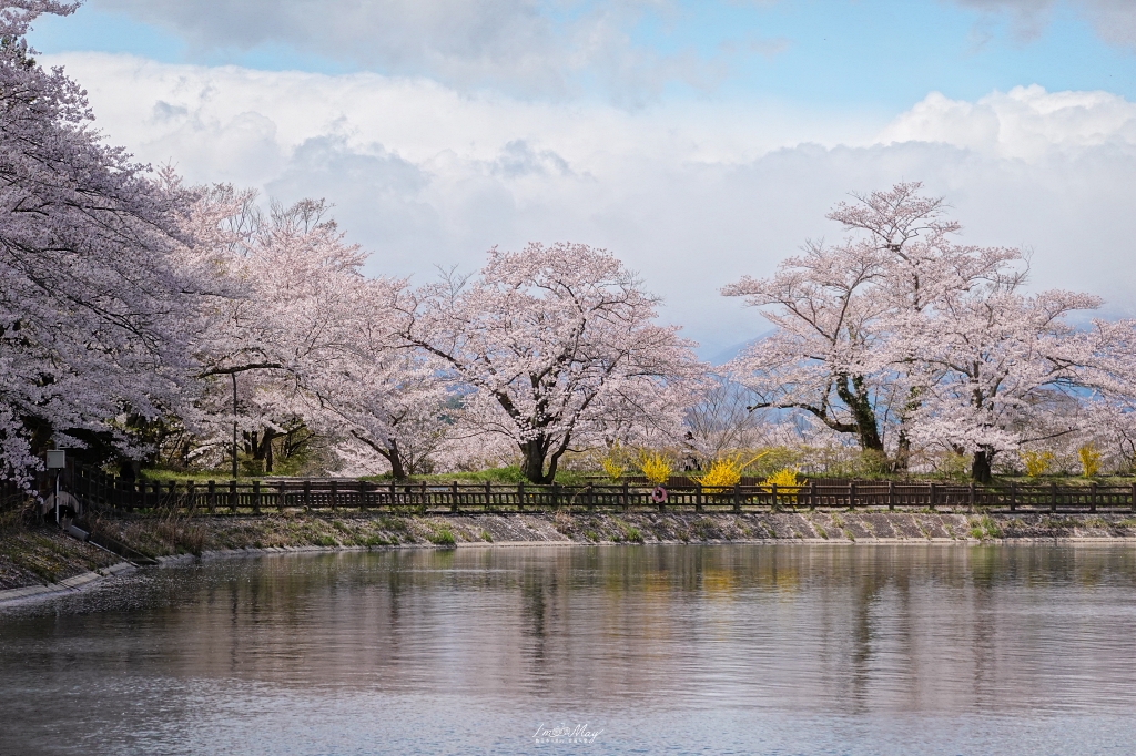 【福島茶屋沼公園櫻花】誤闖池畔祕境的賞櫻旅程｜私房拍照景點不藏私分享 @偽日本人May．食遊玩樂