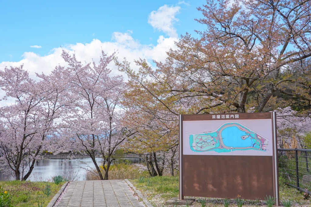 【福島茶屋沼公園櫻花】誤闖池畔祕境的賞櫻旅程｜私房拍照景點不藏私分享 @偽日本人May．食遊玩樂