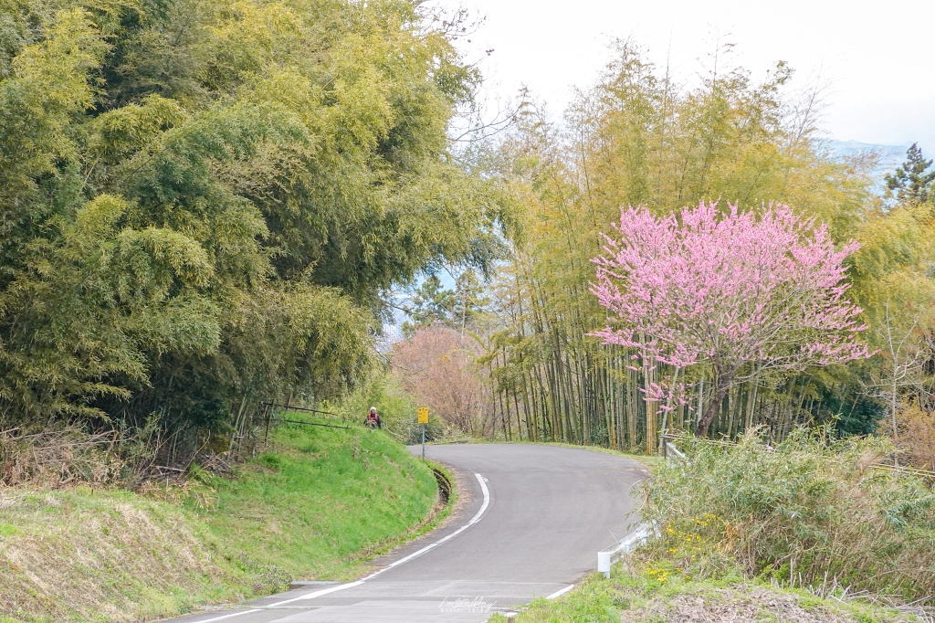 【福島茶屋沼公園櫻花】誤闖池畔祕境的賞櫻旅程｜私房拍照景點不藏私分享 @偽日本人May．食遊玩樂