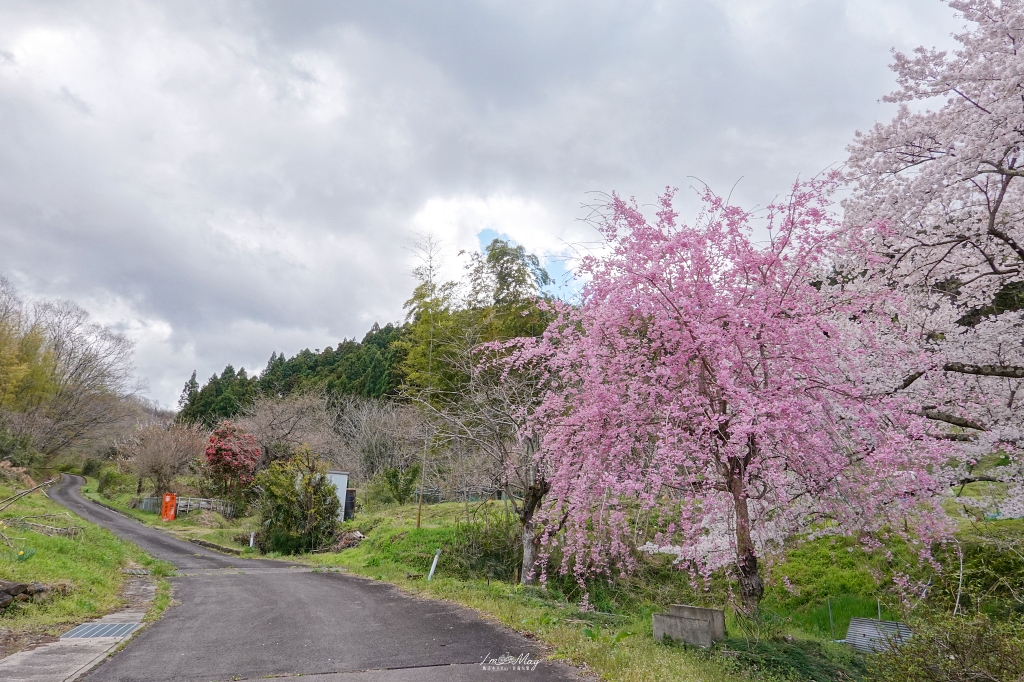 【福島茶屋沼公園櫻花】誤闖池畔祕境的賞櫻旅程｜私房拍照景點不藏私分享 @偽日本人May．食遊玩樂