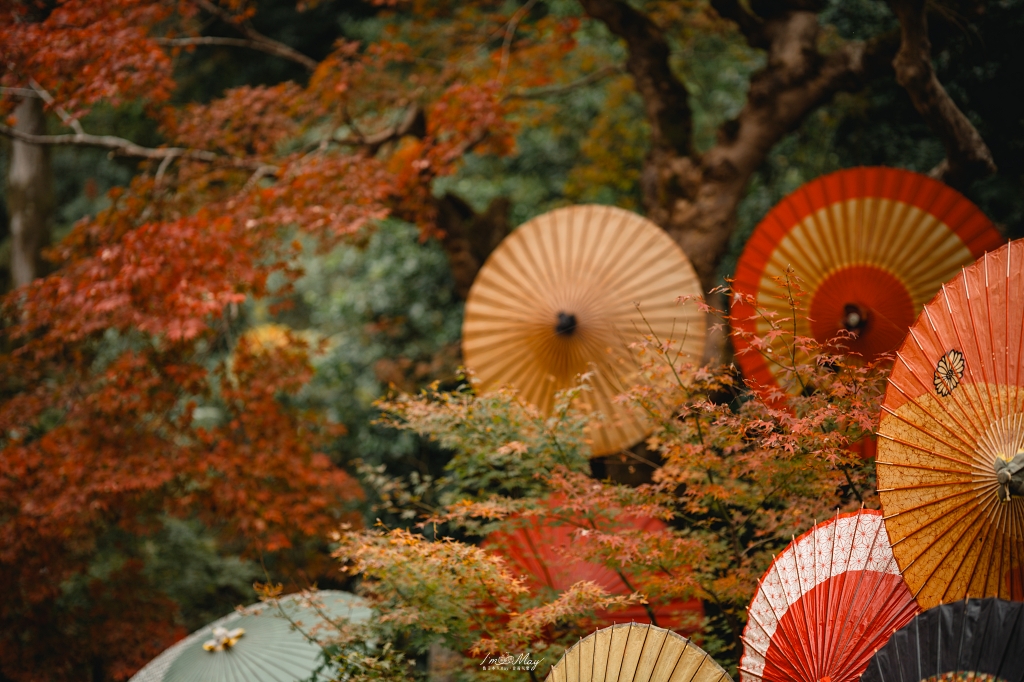 秋季奈良自由行｜單車騎行紅葉名所與攝影散策一日路線：探訪千年古剎岡寺、感受靜謐秋色與楓紅環繞的日式風情 @偽日本人May．食遊玩樂