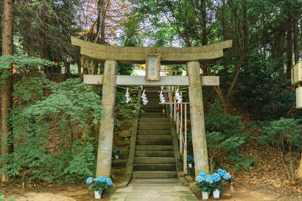 【福島攝影記錄】郡山滑川神社風鈴 × 豐景神社紫陽花花手水｜六月夏詣祈願×自駕景點推薦 @偽日本人May．食遊玩樂