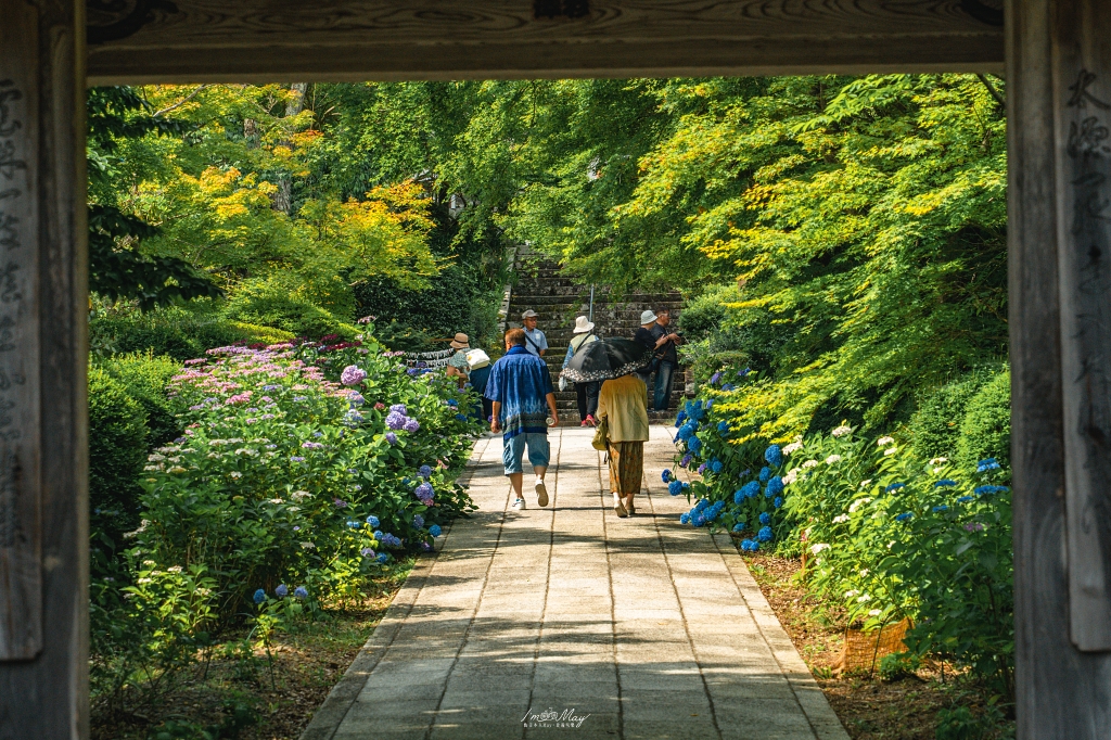 福島攝影記錄｜陽林寺紫陽花季：5,000 株繡球花圍繞的山寺，拍下初夏最靜謐的色彩 @偽日本人May．食遊玩樂