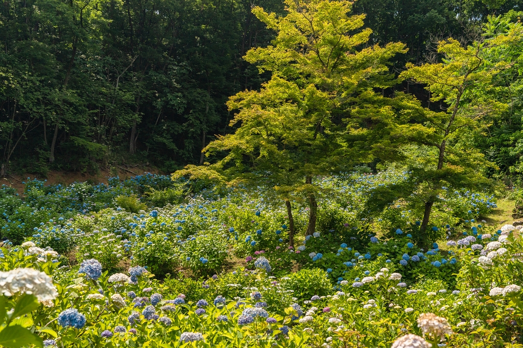 福島攝影記錄｜陽林寺紫陽花季：5,000 株繡球花圍繞的山寺，拍下初夏最靜謐的色彩 @偽日本人May．食遊玩樂