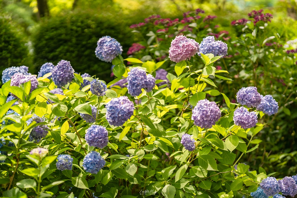 福島攝影記錄｜陽林寺紫陽花季：5,000 株繡球花圍繞的山寺，拍下初夏最靜謐的色彩 @偽日本人May．食遊玩樂