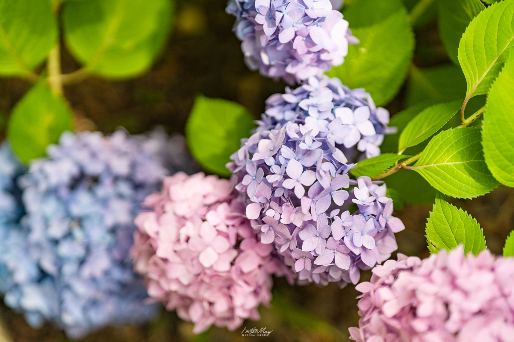 福島攝影記錄｜陽林寺紫陽花季：5,000 株繡球花圍繞的山寺，拍下初夏最靜謐的色彩 @偽日本人May．食遊玩樂