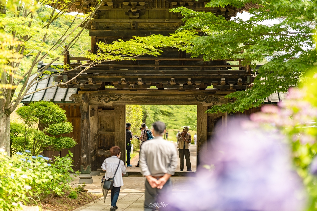 福島攝影記錄｜陽林寺紫陽花季：5,000 株繡球花圍繞的山寺，拍下初夏最靜謐的色彩 @偽日本人May．食遊玩樂