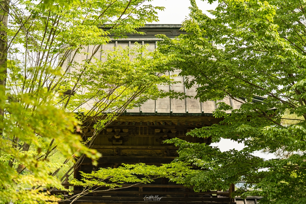 福島攝影記錄｜陽林寺紫陽花季：5,000 株繡球花圍繞的山寺，拍下初夏最靜謐的色彩 @偽日本人May．食遊玩樂