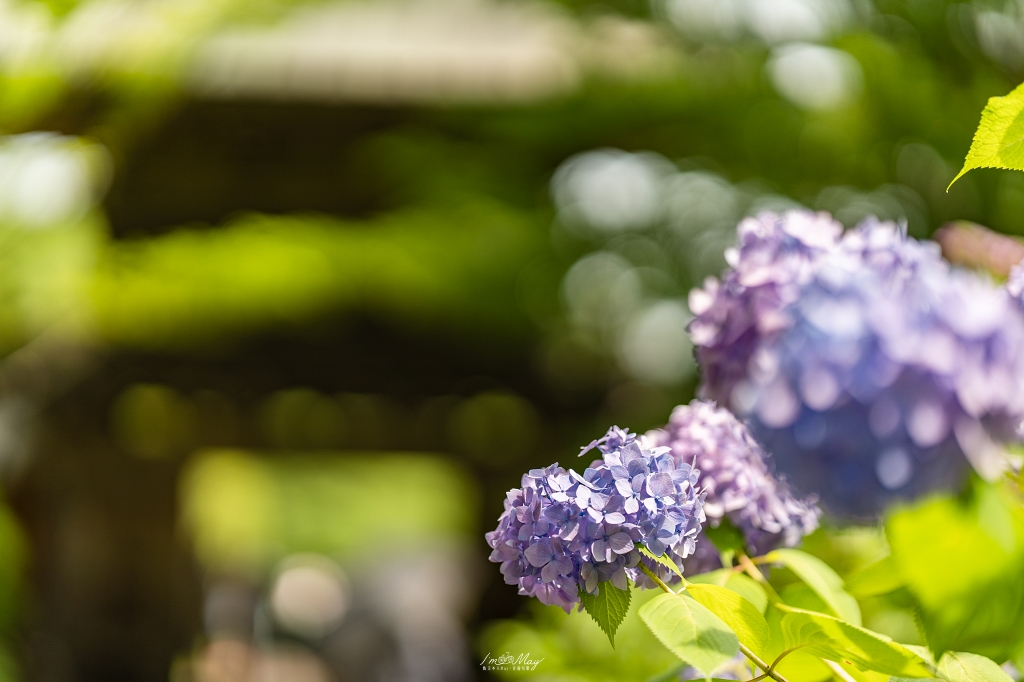福島攝影記錄｜陽林寺紫陽花季：5,000 株繡球花圍繞的山寺，拍下初夏最靜謐的色彩 @偽日本人May．食遊玩樂