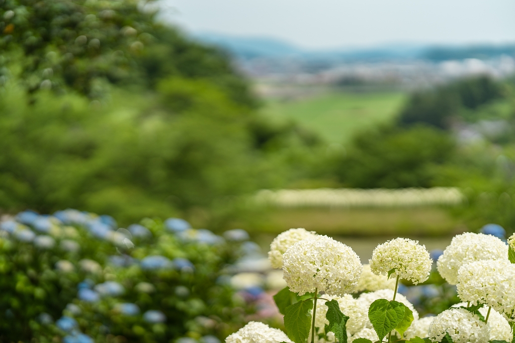 福島攝影記錄｜陽林寺紫陽花季：5,000 株繡球花圍繞的山寺，拍下初夏最靜謐的色彩 @偽日本人May．食遊玩樂