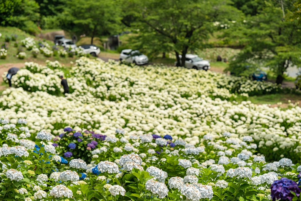 福島攝影記錄｜陽林寺紫陽花季：5,000 株繡球花圍繞的山寺，拍下初夏最靜謐的色彩 @偽日本人May．食遊玩樂