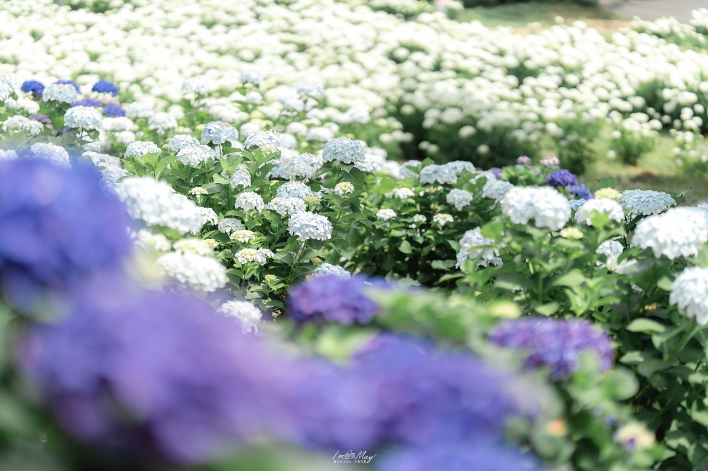 福島攝影記錄｜陽林寺紫陽花季：5,000 株繡球花圍繞的山寺，拍下初夏最靜謐的色彩 @偽日本人May．食遊玩樂