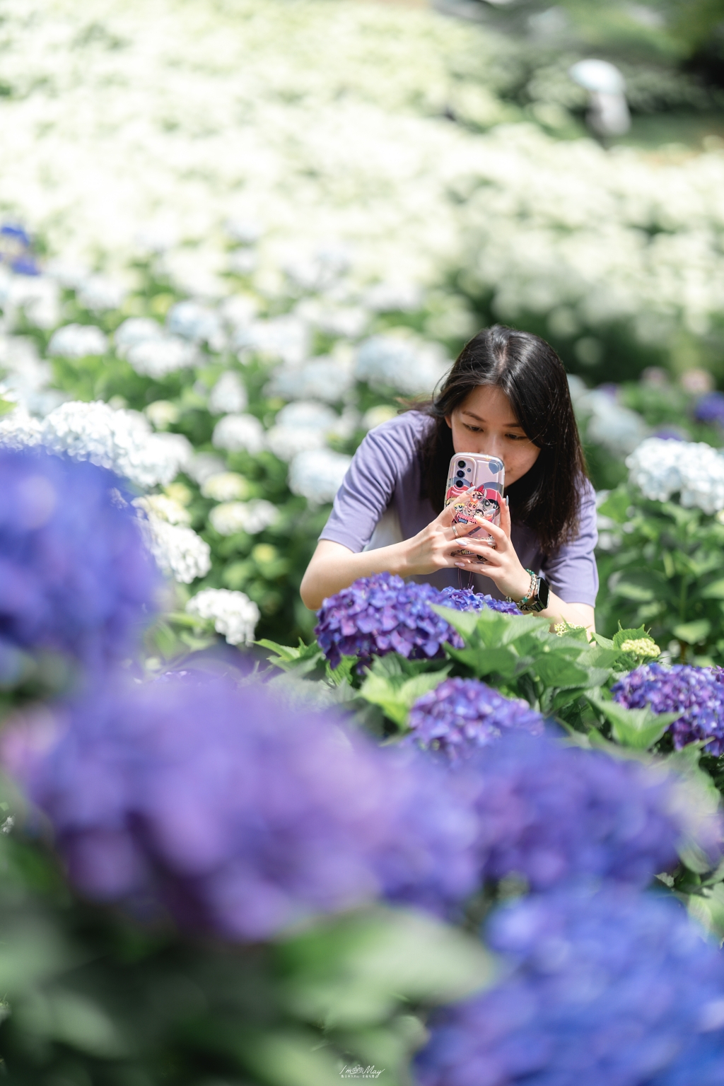 福島攝影記錄｜陽林寺紫陽花季：5,000 株繡球花圍繞的山寺，拍下初夏最靜謐的色彩 @偽日本人May．食遊玩樂