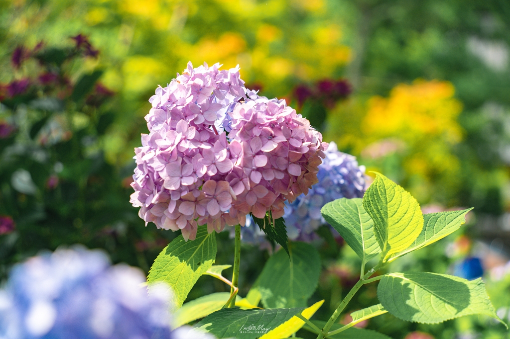福島攝影記錄｜陽林寺紫陽花季：5,000 株繡球花圍繞的山寺，拍下初夏最靜謐的色彩 @偽日本人May．食遊玩樂