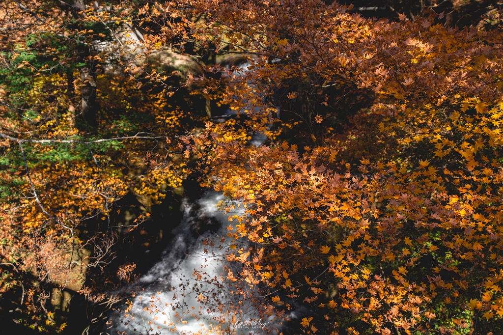 栃木旅攝記錄 | 日光奧座敷：龍頭瀑布 (Ryuzu Falls)。捕捉龍頭下的溪流絕景，深秋楓紅行程小插曲，意外換來最美畫面 @偽日本人May．食遊玩樂
