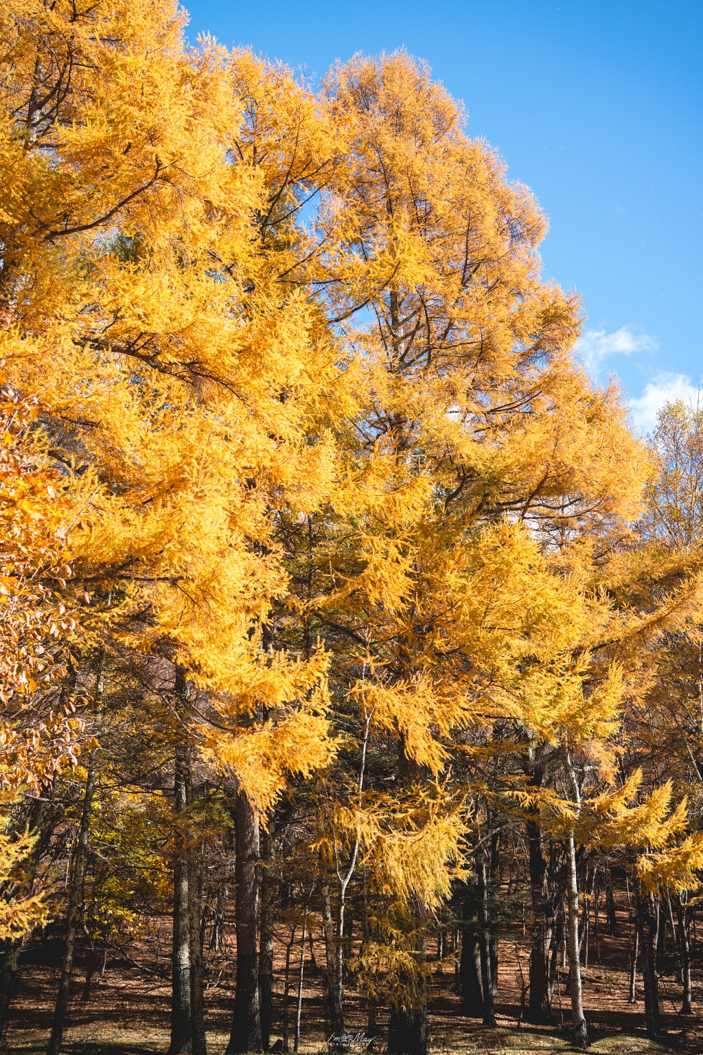 栃木旅攝記錄 | 日光奧座敷：龍頭瀑布 (Ryuzu Falls)。捕捉龍頭下的溪流絕景，深秋楓紅行程小插曲，意外換來最美畫面 @偽日本人May．食遊玩樂