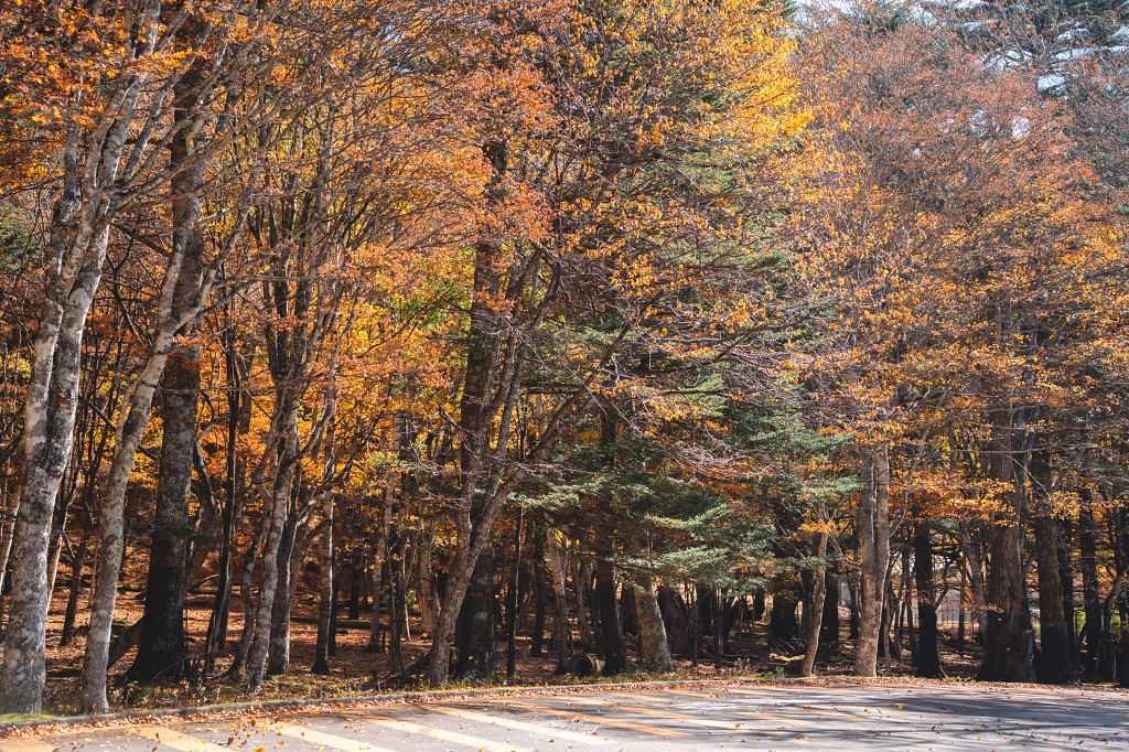栃木旅攝記錄 | 日光奧座敷：龍頭瀑布 (Ryuzu Falls)。捕捉龍頭下的溪流絕景，深秋楓紅行程小插曲，意外換來最美畫面 @偽日本人May．食遊玩樂