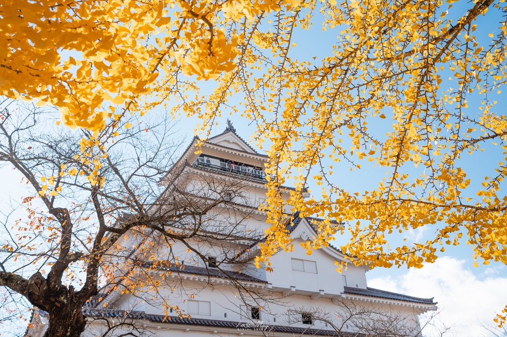 福島攝影記錄 | 會津若松的歷史與秋色交織：鶴之城 (Tsuruga Castle)。紅瓦白牆下的銀杏與楓紅，最美的城廓攝影紀實 @偽日本人May．食遊玩樂