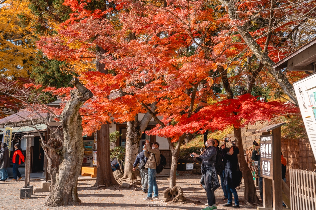 福島攝影記錄 | 會津若松的歷史與秋色交織：鶴之城 (Tsuruga Castle)。紅瓦白牆下的銀杏與楓紅，最美的城廓攝影紀實 @偽日本人May．食遊玩樂