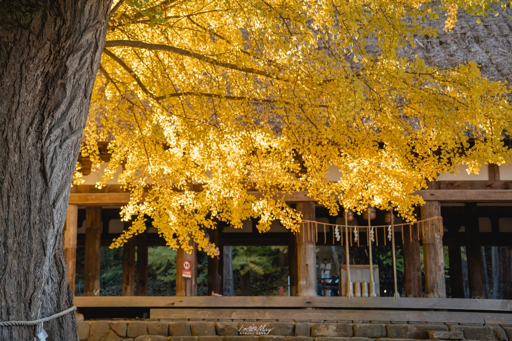 福島攝影記錄 | 踏入千年神殿的深秋時刻：喜多方新宮熊野神社長床，獨享800年大銀杏的光影時光 @偽日本人May．食遊玩樂