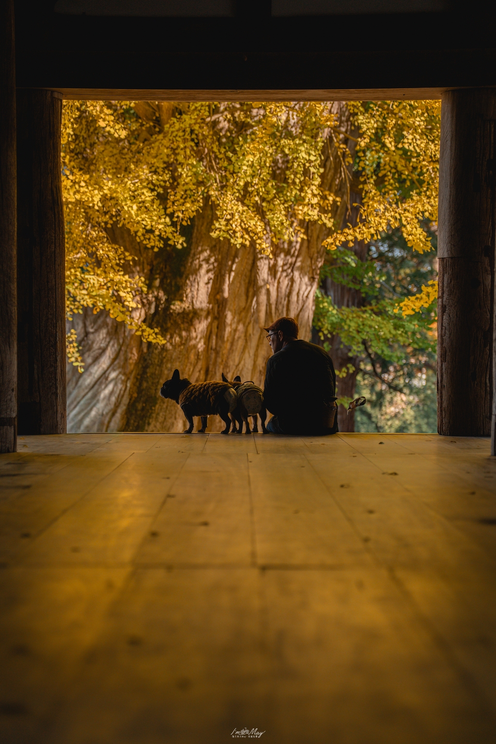 福島攝影記錄 | 踏入千年神殿的深秋時刻：喜多方新宮熊野神社長床，獨享800年大銀杏的光影時光 @偽日本人May．食遊玩樂