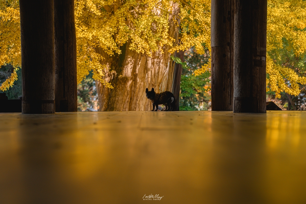 福島攝影記錄 | 踏入千年神殿的深秋時刻：喜多方新宮熊野神社長床，獨享800年大銀杏的光影時光 @偽日本人May．食遊玩樂