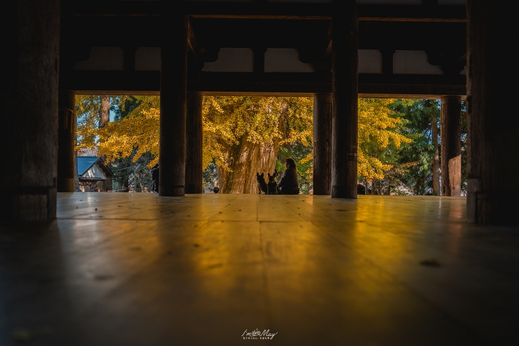 福島攝影記錄 | 踏入千年神殿的深秋時刻：喜多方新宮熊野神社長床，獨享800年大銀杏的光影時光 @偽日本人May．食遊玩樂