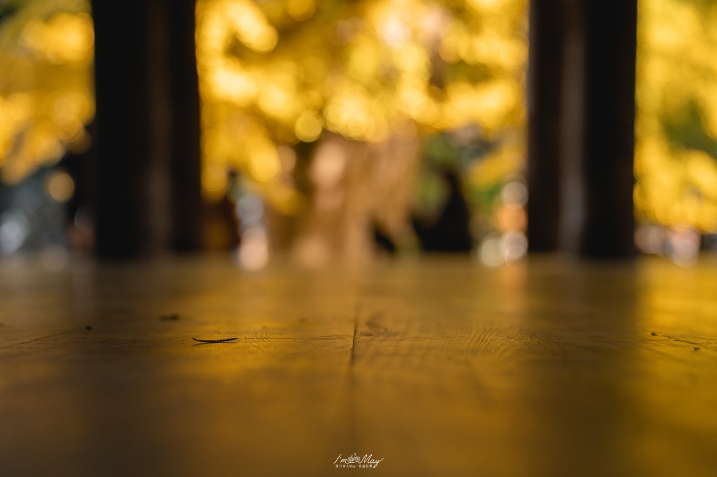 福島攝影記錄 | 踏入千年神殿的深秋時刻：喜多方新宮熊野神社長床，獨享800年大銀杏的光影時光 @偽日本人May．食遊玩樂