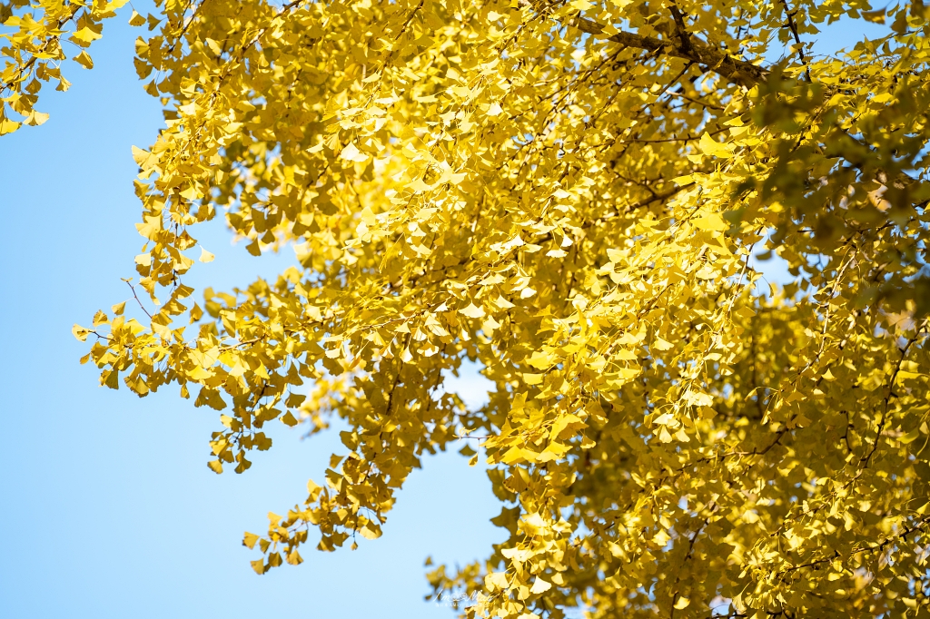 福島攝影記錄 | 踏入千年神殿的深秋時刻：喜多方新宮熊野神社長床，獨享800年大銀杏的光影時光 @偽日本人May．食遊玩樂