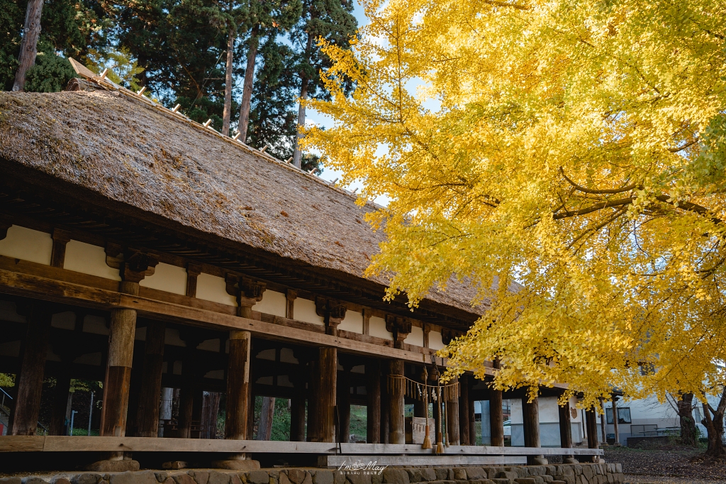 福島攝影記錄 | 踏入千年神殿的深秋時刻：喜多方新宮熊野神社長床，獨享800年大銀杏的光影時光 @偽日本人May．食遊玩樂