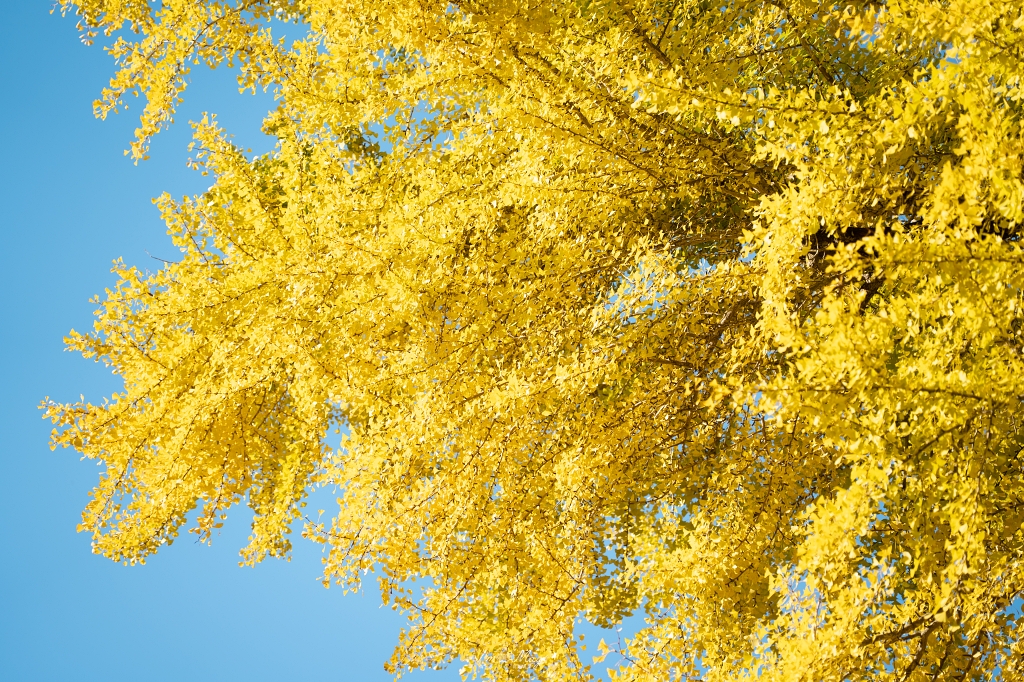 福島攝影記錄 | 踏入千年神殿的深秋時刻：喜多方新宮熊野神社長床，獨享800年大銀杏的光影時光 @偽日本人May．食遊玩樂