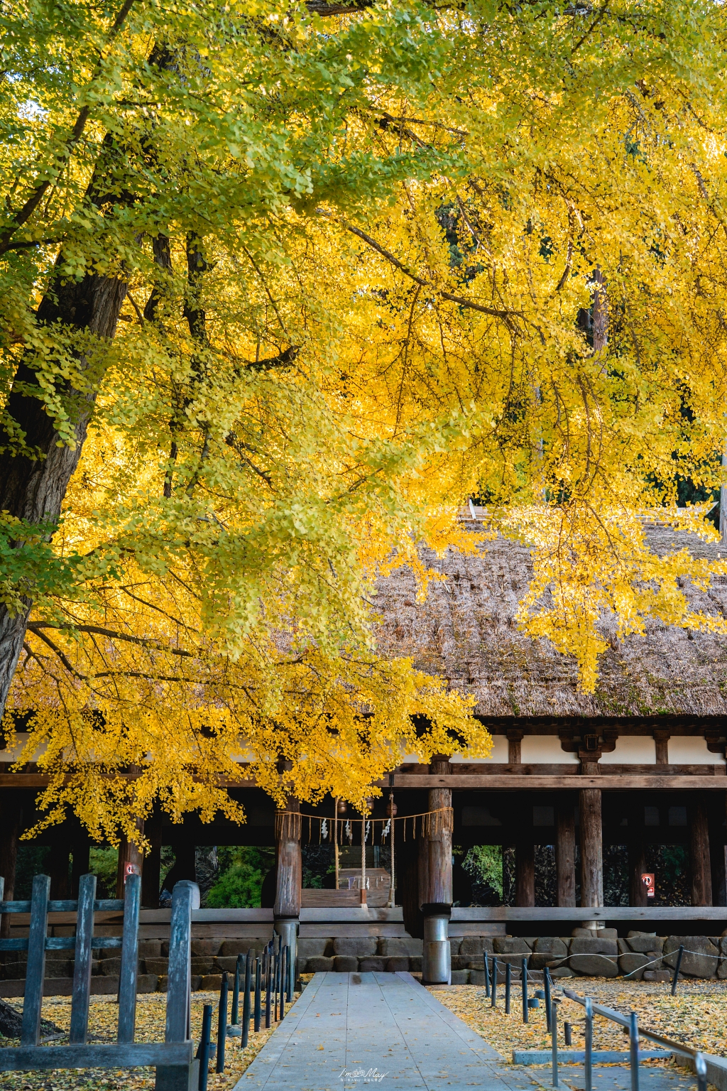 福島攝影記錄 | 踏入千年神殿的深秋時刻：喜多方新宮熊野神社長床，獨享800年大銀杏的光影時光 @偽日本人May．食遊玩樂