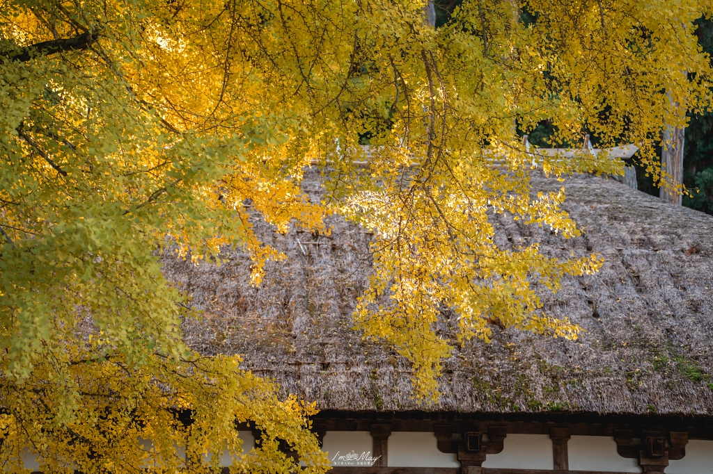 福島攝影記錄 | 踏入千年神殿的深秋時刻：喜多方新宮熊野神社長床，獨享800年大銀杏的光影時光 @偽日本人May．食遊玩樂