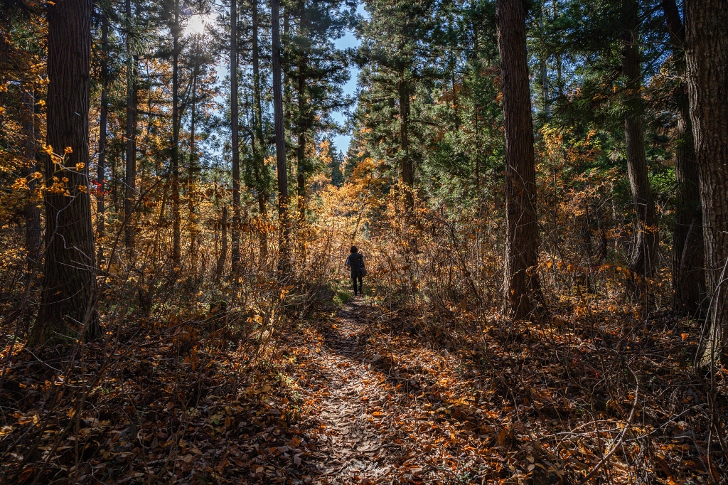 「世界最浪漫鐵道」只見線深秋攝影記錄｜第一到第八鐵橋全制霸、大志集落與私房景點，用 20+ 次經驗與在地攝影家協助的完整只見線拍攝旅程 @偽日本人May．食遊玩樂