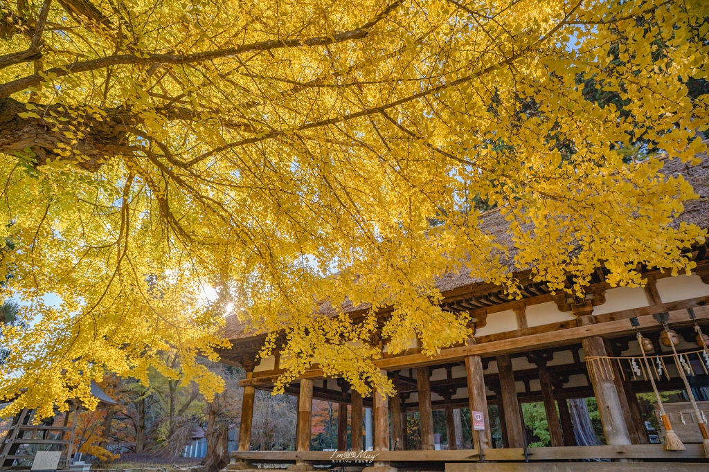 福島攝影記錄 | 踏入千年神殿的深秋時刻：喜多方新宮熊野神社長床，獨享800年大銀杏的光影時光 @偽日本人May．食遊玩樂