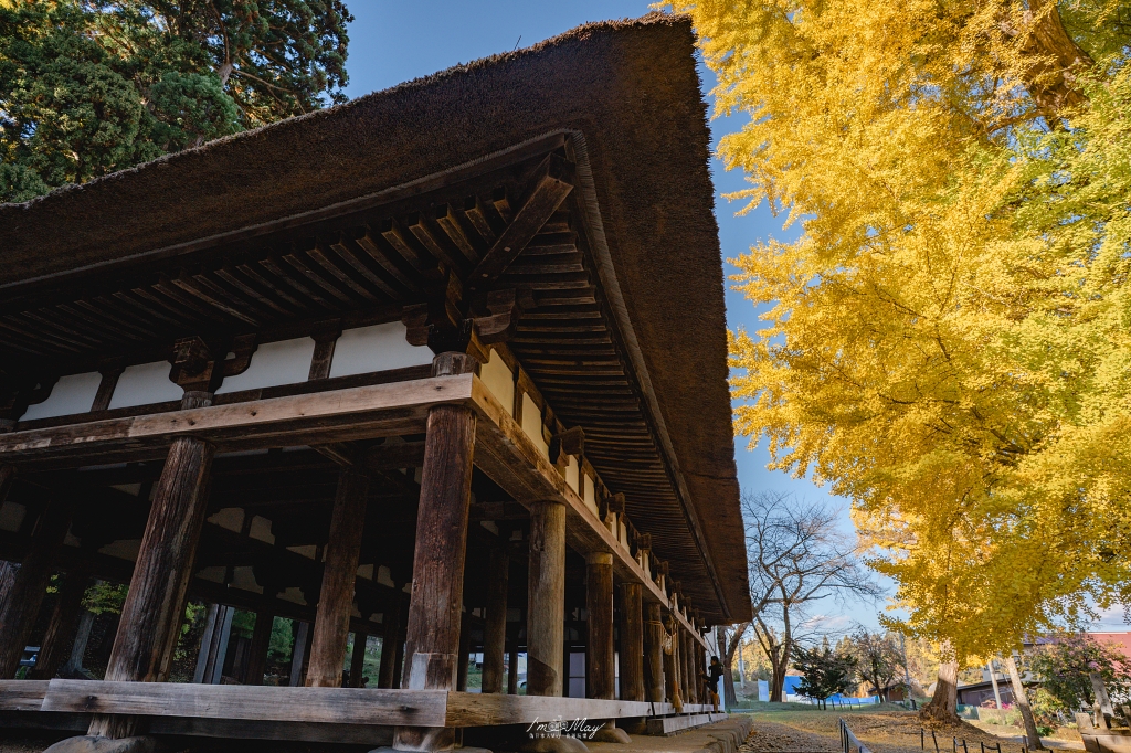 福島攝影記錄 | 踏入千年神殿的深秋時刻：喜多方新宮熊野神社長床，獨享800年大銀杏的光影時光 @偽日本人May．食遊玩樂