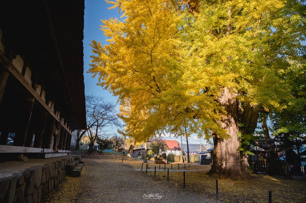 福島攝影記錄 | 踏入千年神殿的深秋時刻：喜多方新宮熊野神社長床，獨享800年大銀杏的光影時光 @偽日本人May．食遊玩樂