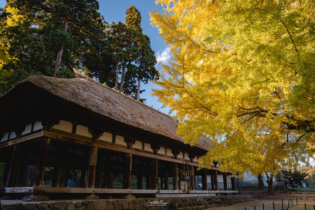福島攝影記錄 | 踏入千年神殿的深秋時刻：喜多方新宮熊野神社長床，獨享800年大銀杏的光影時光 @偽日本人May．食遊玩樂