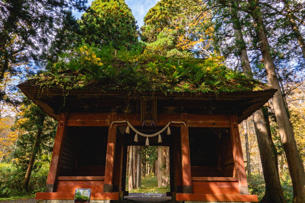長野攝影記錄｜戶隱神社奧社：夢想清單解鎖！走進千年杉並木參道，捕捉秋日限定的絕美紅葉光影 @偽日本人May．食遊玩樂
