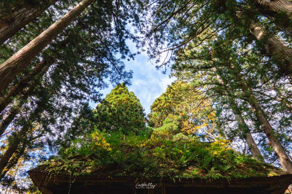 長野攝影記錄｜戶隱神社奧社：夢想清單解鎖！走進千年杉並木參道，捕捉秋日限定的絕美紅葉光影 @偽日本人May．食遊玩樂