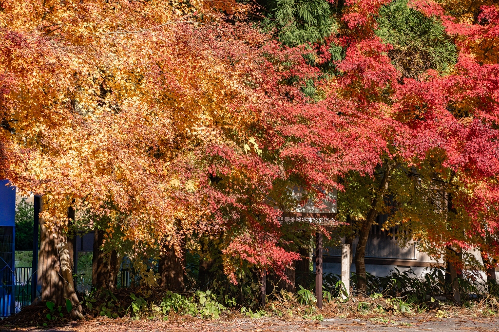 福島攝影記錄 | 奧會津柳津町：岩壁上最絢爛的秋季色彩：福満虚空藏菩薩霊巌山 圓藏寺 (Enzoji Temple)，捕捉只見川畔的錦秋之美 @偽日本人May．食遊玩樂
