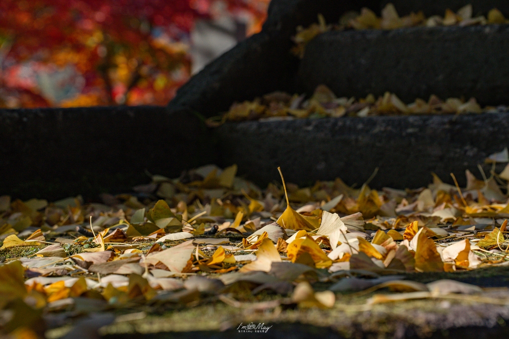 福島攝影記錄 | 奧會津柳津町：岩壁上最絢爛的秋季色彩：福満虚空藏菩薩霊巌山 圓藏寺 (Enzoji Temple)，捕捉只見川畔的錦秋之美 @偽日本人May．食遊玩樂