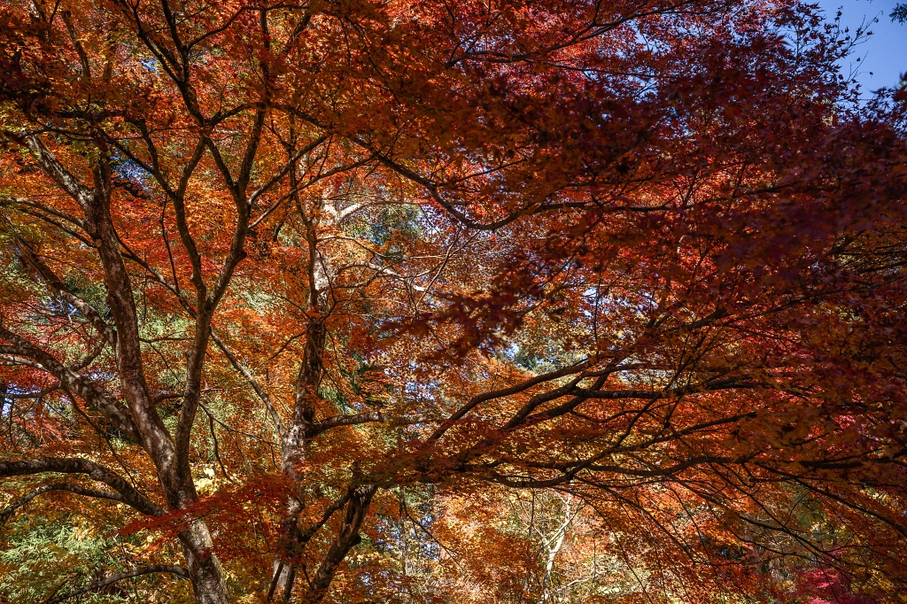 福島攝影記錄 | 奧會津柳津町：岩壁上最絢爛的秋季色彩：福満虚空藏菩薩霊巌山 圓藏寺 (Enzoji Temple)，捕捉只見川畔的錦秋之美 @偽日本人May．食遊玩樂