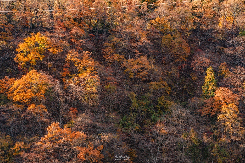 「世界最浪漫鐵道」只見線深秋攝影記錄｜第一到第八鐵橋全制霸、大志集落與私房景點，用 20+ 次經驗與在地攝影家協助的完整只見線拍攝旅程 @偽日本人May．食遊玩樂