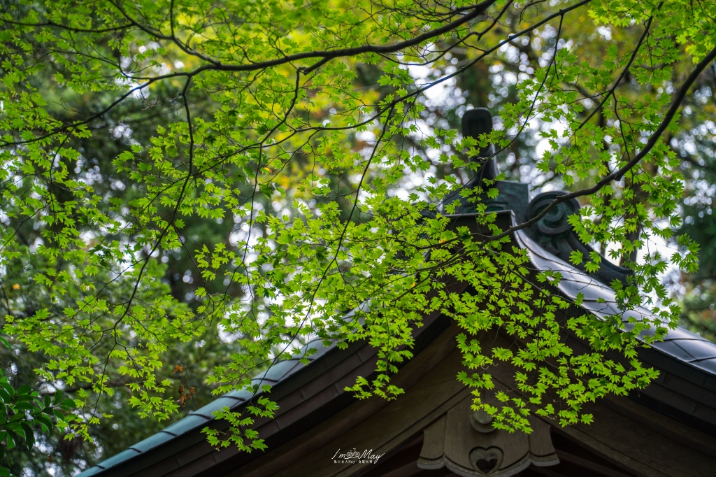 新潟攝影記錄｜初秋綠意與莊嚴朱紅的邂逅：彌彥神社，走入越後一宮的靜謐，捕捉十月中旬的色彩層次 @偽日本人May．食遊玩樂