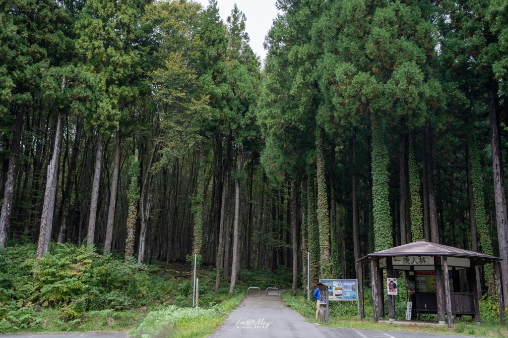 新潟攝影記錄｜初秋的治癒系深呼吸：美人林，在完全翠綠的十月中旬，捕捉森林裡的靜謐光影 @偽日本人May．食遊玩樂