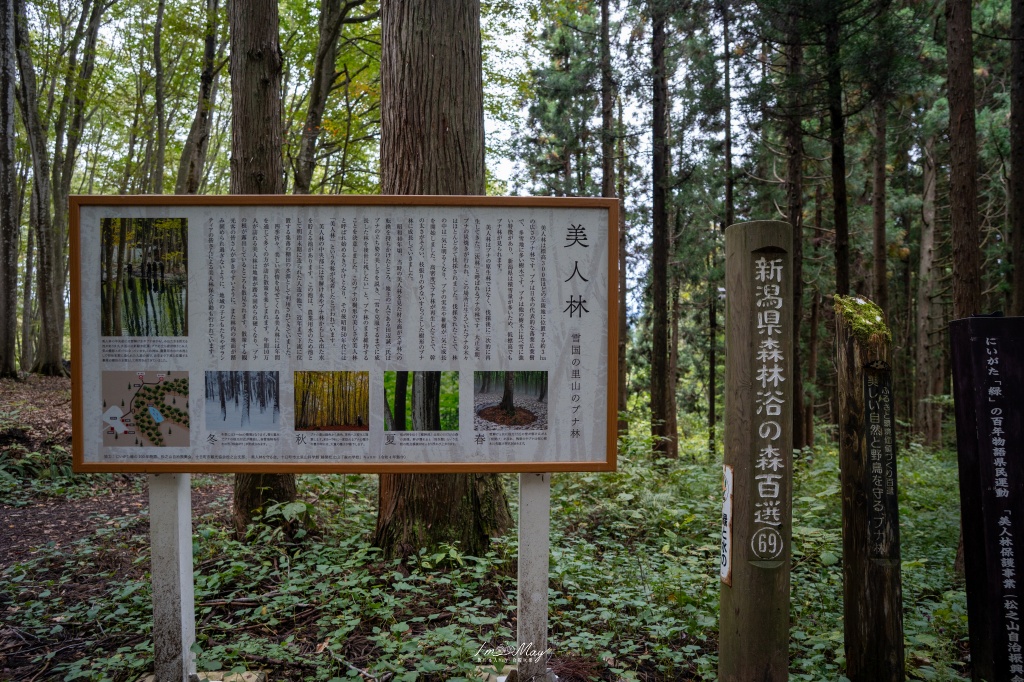 新潟攝影記錄｜初秋的治癒系深呼吸：美人林，在完全翠綠的十月中旬，捕捉森林裡的靜謐光影 @偽日本人May．食遊玩樂